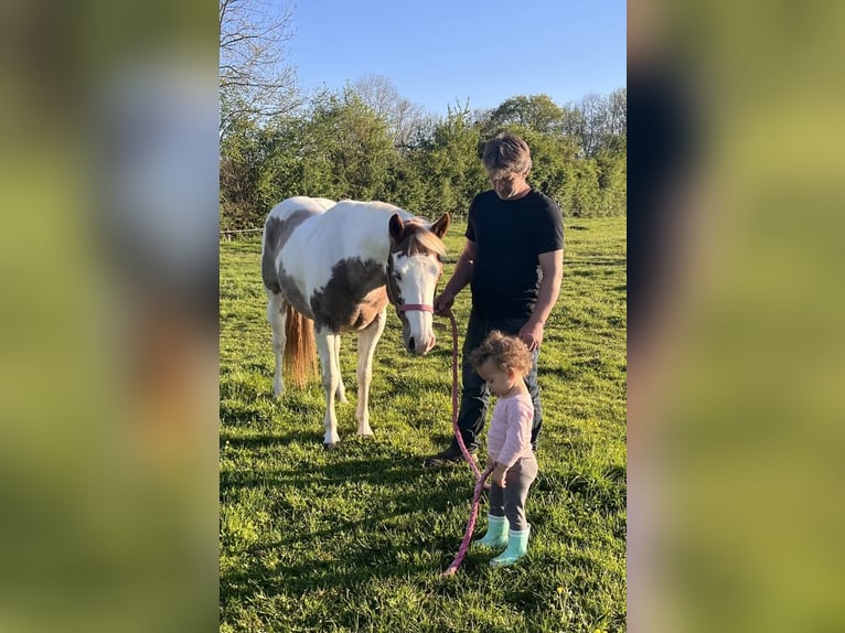 Paint Horse Mare 6 years 14,1 hh Tovero-all-colors in SAULIEU