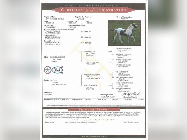 Paint Horse Mare 6 years 14,1 hh Tovero-all-colors in SAULIEU