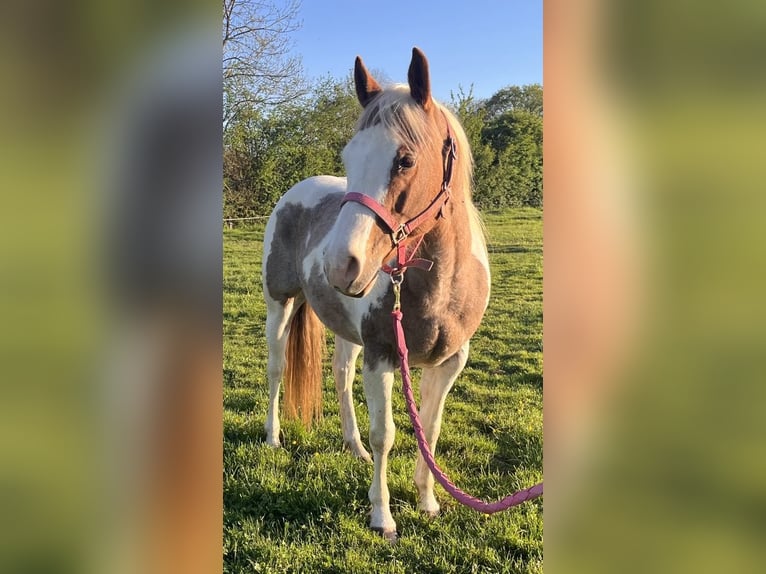 Paint Horse Mare 6 years 14,1 hh Tovero-all-colors in SAULIEU