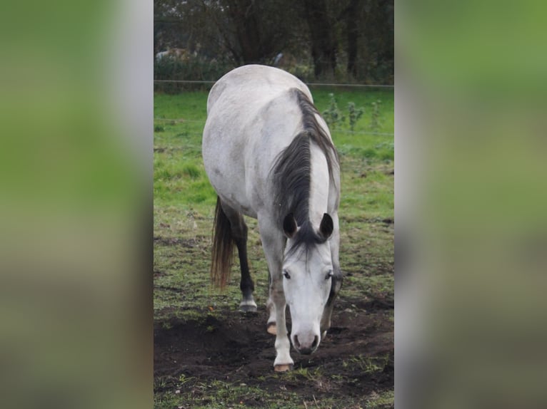 Paint Horse Mare 6 years 14,2 hh Grey in Treuenbrietzen Paint Horse Mare 6 years 14,2 hh Grey in Treuenbrietzen