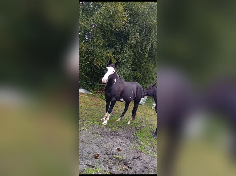Paint Horse Mare 6 years 14,3 hh Overo-all-colors in Werlte