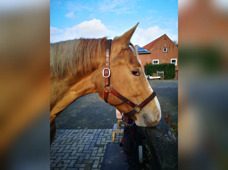 Paint Horse Mix Mare 6 years 15,2 hh Champagne in Lengerich