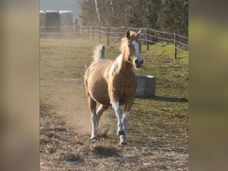 Paint Horse Mix Mare 6 years 15,2 hh Champagne in Lengerich