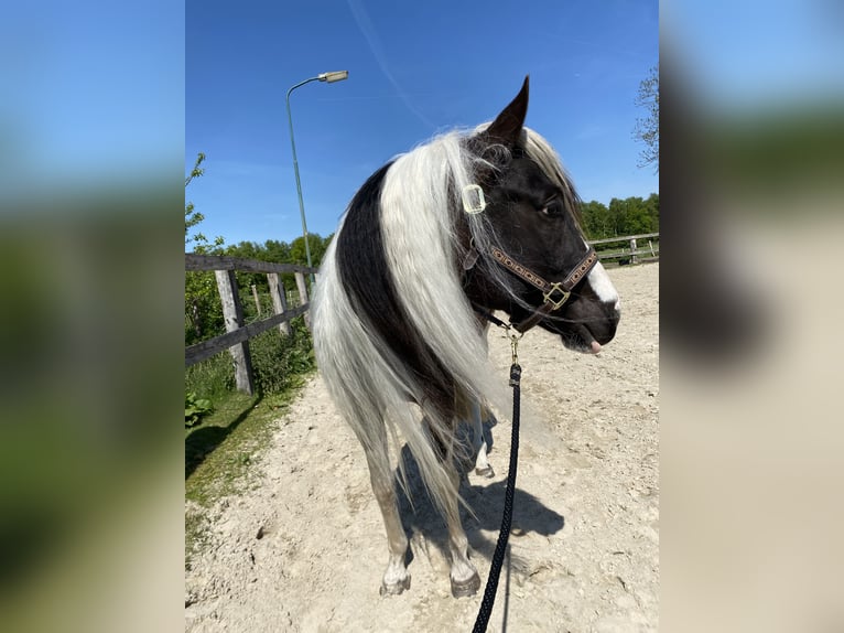 Paint Horse Mare 6 years 15 hh Tobiano-all-colors in Scherpenzeel