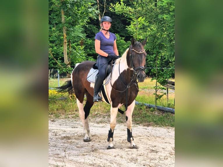 Paint Horse Mix Mare 6 years 16,1 hh Pinto in Steinau an der Stra&#xDF;e