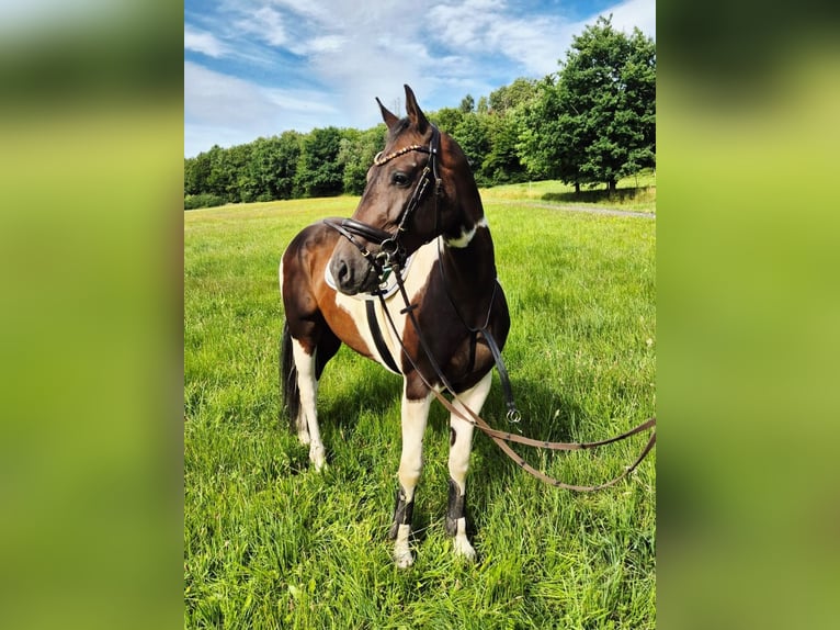 Paint Horse Mix Mare 6 years 16,1 hh Pinto in Steinau an der Stra&#xDF;e