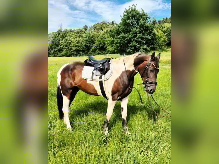 Paint Horse Mix Mare 6 years 16,1 hh Pinto in Steinau an der Stra&#xDF;e