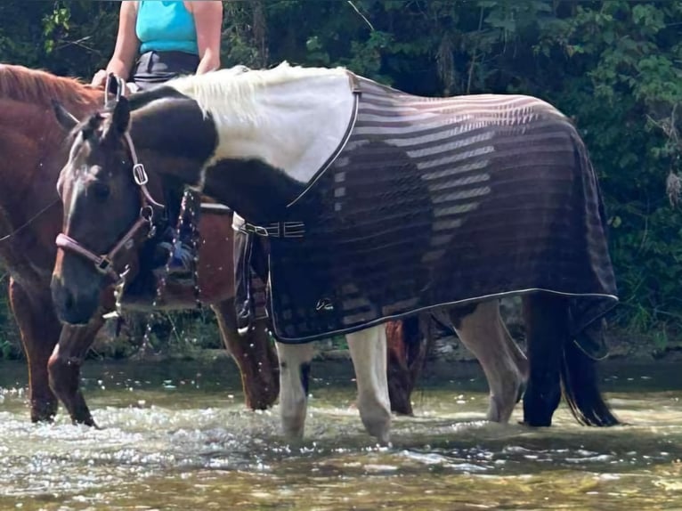 Paint Horse Mix Mare 6 years 16,1 hh Pinto in Steinau an der Stra&#xDF;e