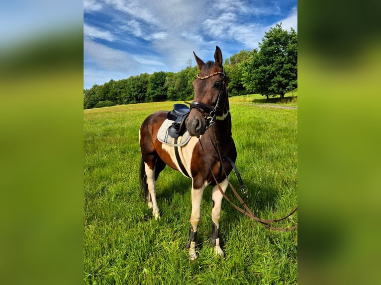 Paint Horse Mix Mare 6 years 16,1 hh Pinto in Steinau an der Stra&#xDF;e