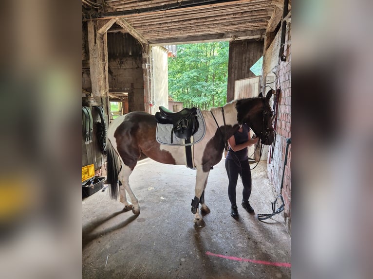 Paint Horse Mix Mare 6 years 16,1 hh Pinto in Steinau an der Stra&#xDF;e