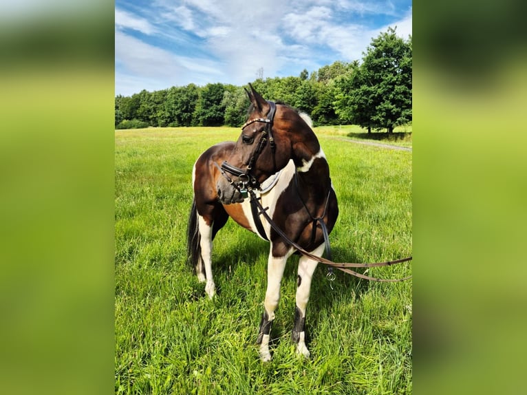 Paint Horse Mix Mare 6 years 16,1 hh Pinto in Steinau an der Stra&#xDF;e