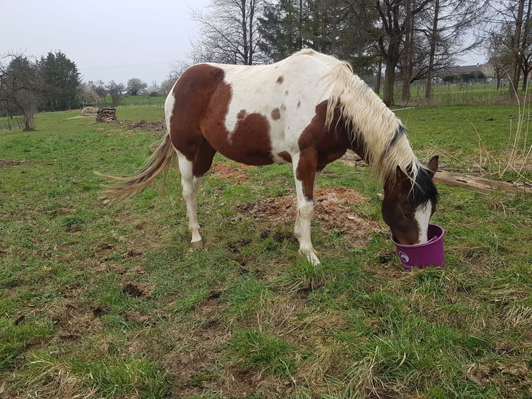 Paint Horse Mare 6 years Tovero-all-colors in moselle