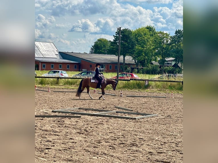 Paint Horse Mare 7 years 14,2 hh Overo-all-colors in Werne