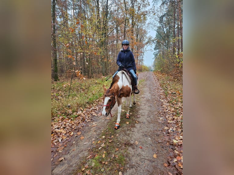 Paint Horse Mare 7 years 14,2 hh Pinto in Gorz&#xF3;w Wielkopolski