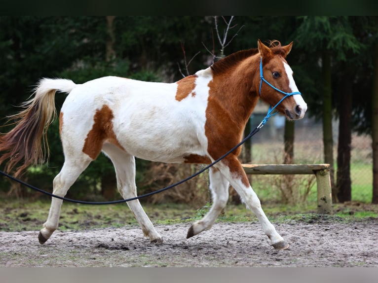 Paint Horse Mare 7 years 14,2 hh Pinto in Gorz&#xF3;w Wielkopolski