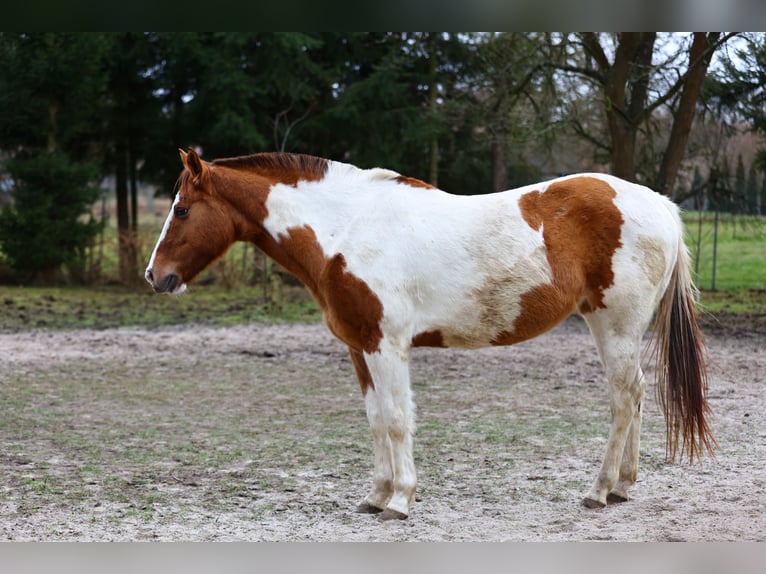 Paint Horse Mare 7 years 14,2 hh Pinto in Gorz&#xF3;w Wielkopolski