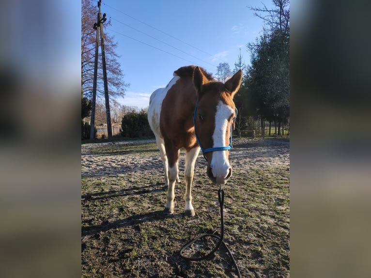 Paint Horse Mare 7 years 14,2 hh Pinto in Gorzów Wielkopolski