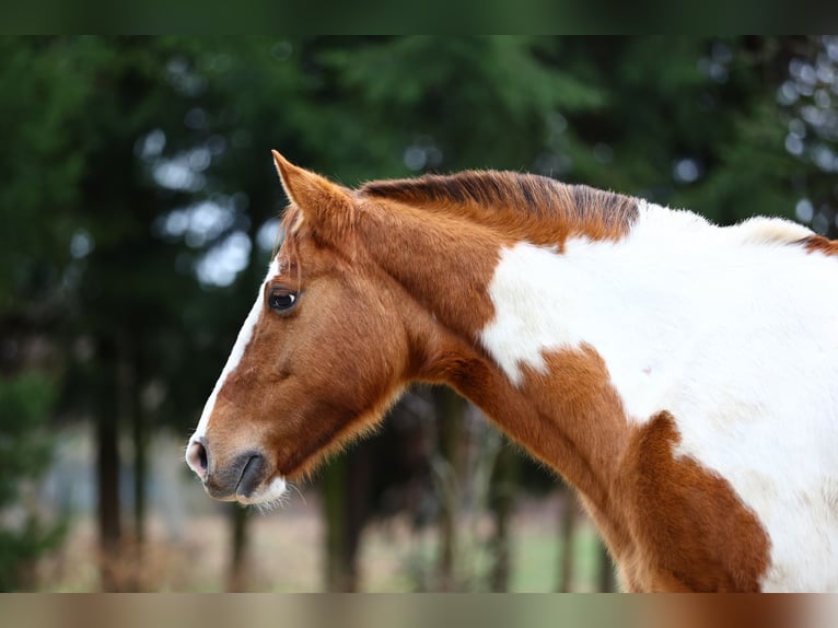 Paint Horse Mare 7 years 14,2 hh Pinto in Gorz&#xF3;w Wielkopolski