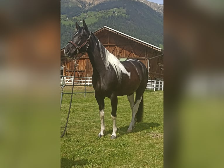 Paint Horse Mare 7 years 14,2 hh Tobiano-all-colors in Sankt Leonhard in Passeier