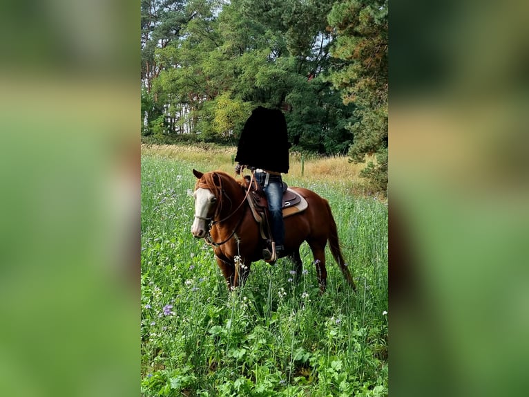 Paint Horse Mare 7 years 14 hh Chestnut-Red in Treuenbrietzen