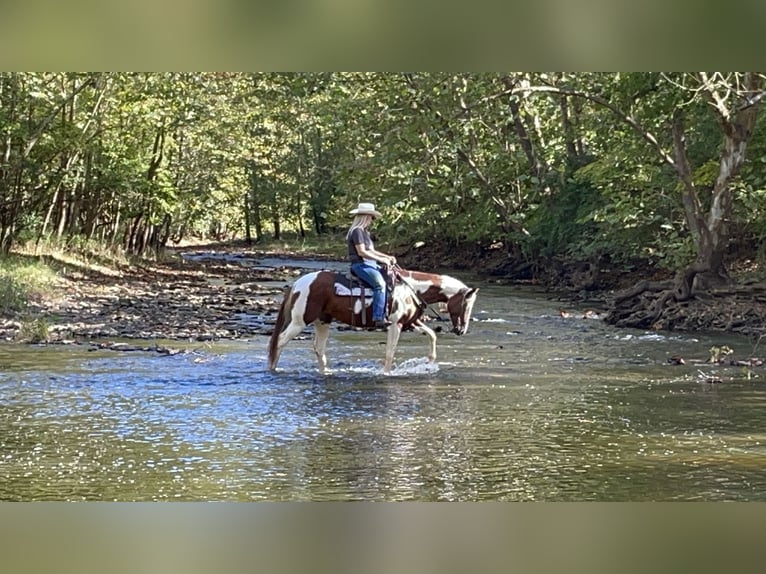 Paint Horse Mare 7 years 14 hh White in Moscow