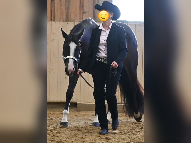 Paint Horse Mare 7 years 15,3 hh Smoky-Black in Pranzing