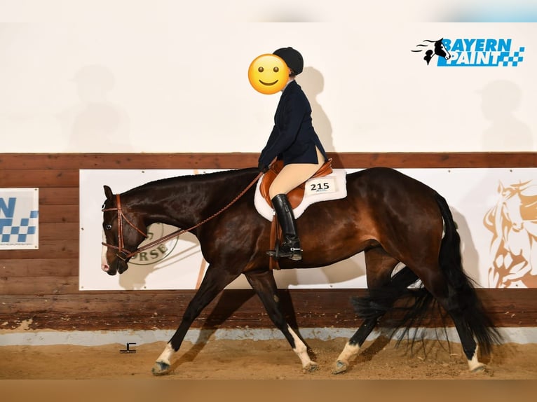 Paint Horse Mare 7 years 15,3 hh Smoky-Black in Pranzing