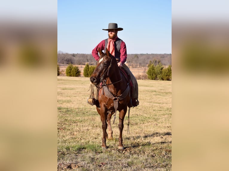 Paint Horse Mare 7 years 15 hh Chestnut in Mccurtain