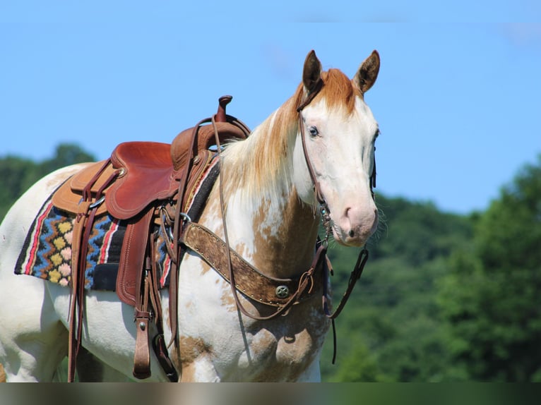 Paint Horse Mare 7 years 15 hh Overo-all-colors in Sonora KY