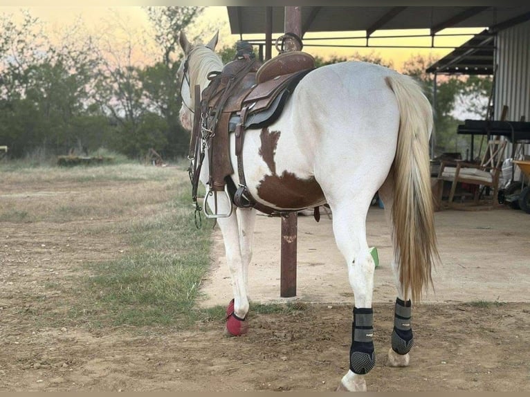 Paint Horse Mix Mare 7 years 15 hh Tobiano-all-colors in Fort Worth Texas