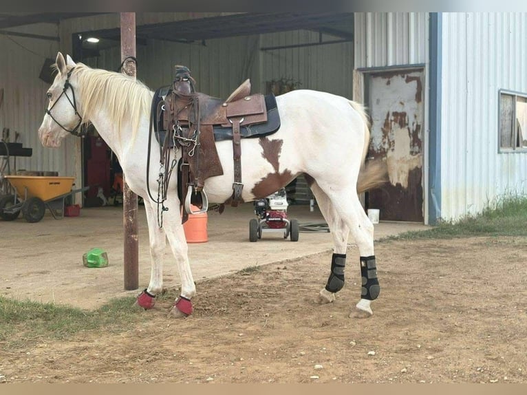 Paint Horse Mix Mare 7 years 15 hh Tobiano-all-colors in Fort Worth Texas