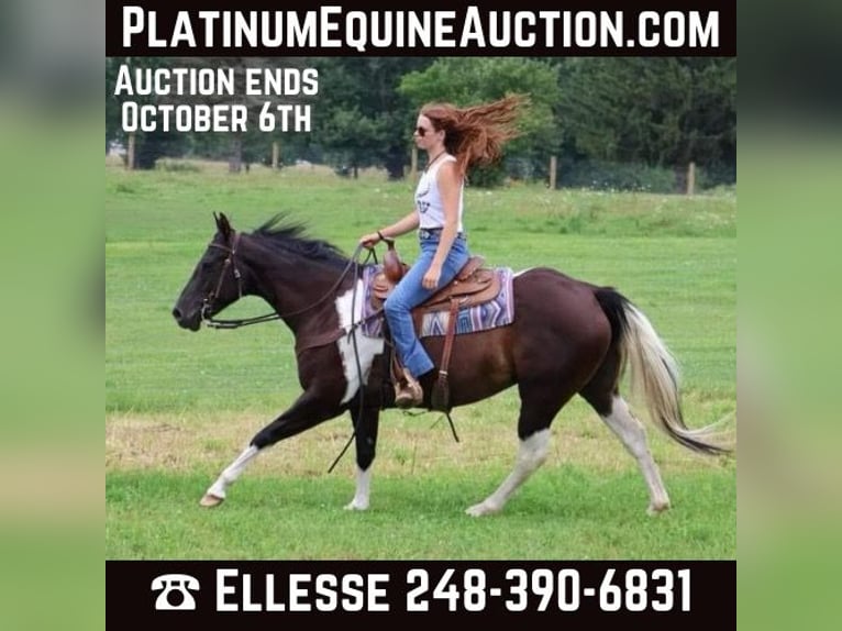 Paint Horse Mare 7 years 15 hh Tobiano-all-colors in Howell, MI