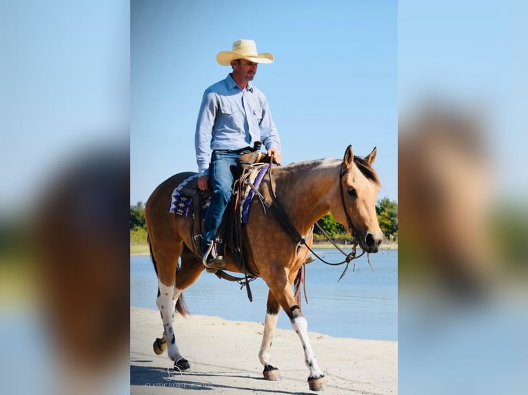 Paint Horse Mare 7 years 15 hh in Graham,TX