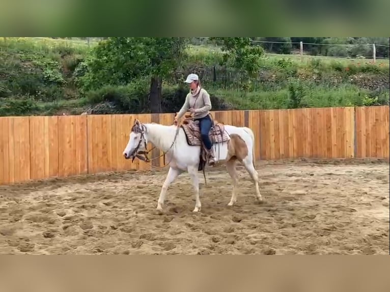 Paint Horse Mare 7 years 15,1 hh Tovero-all-colors in Zerf