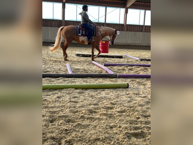 Paint Horse Mare 7 years 15,2 hh Palomino in Arzfeld