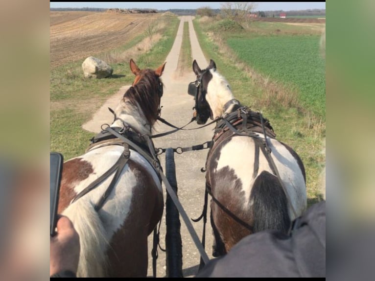 Paint Horse Mix Mare 7 years 15,2 hh Tobiano-all-colors in Dargun