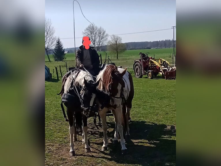 Paint Horse Mix Mare 7 years 15,2 hh Tobiano-all-colors in Dargun