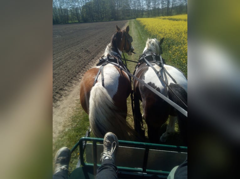 Paint Horse Mix Mare 7 years 15,2 hh Tobiano-all-colors in Dargun