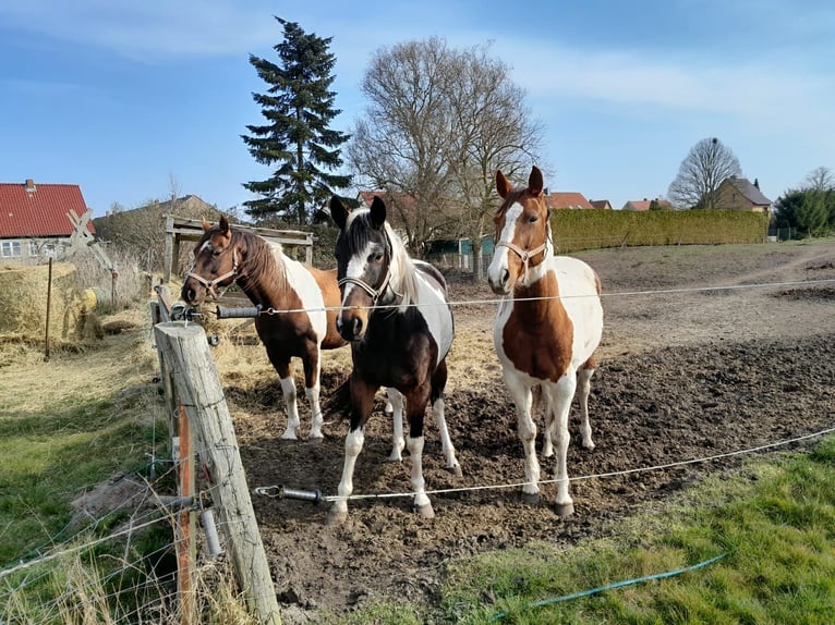Paint Horse Mix Mare 7 years 15,2 hh Tobiano-all-colors in Dargun