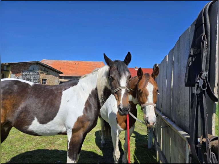 Paint Horse Mix Mare 7 years 15,2 hh Tobiano-all-colors in Dargun