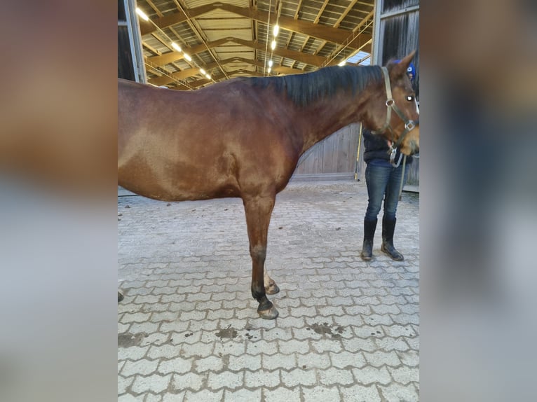 Paint Horse Mare 7 years 16 hh Brown in Losheim am See