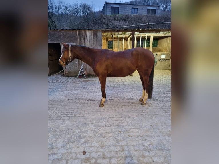 Paint Horse Mare 7 years 16 hh Brown in Losheim am See