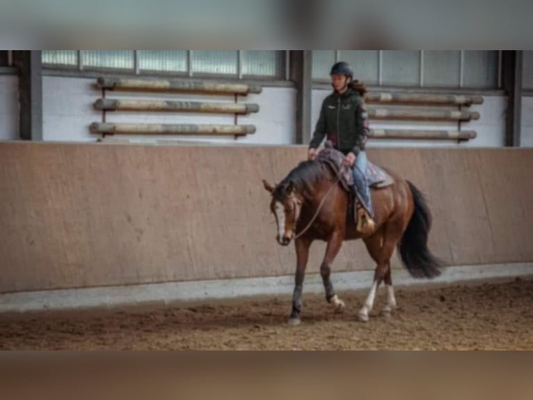 Paint Horse Mare 7 years 16 hh Brown in Losheim am See