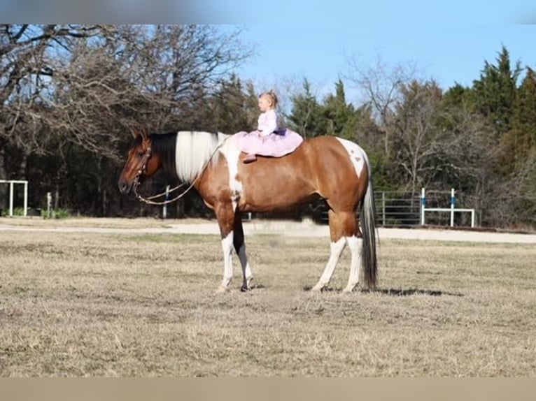 Paint Horse Mare 7 years Dun in Burleson, TX