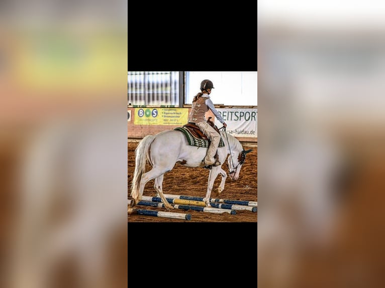 Paint Horse Mare 7 years Tovero-all-colors in Missen-Wilhams