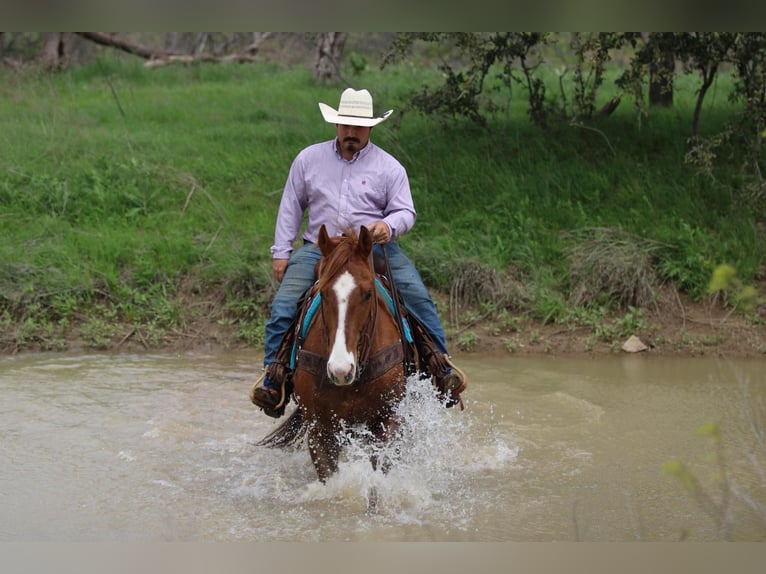 Paint Horse Mare 8 years 14,1 hh Tobiano-all-colors in Weatherford TX