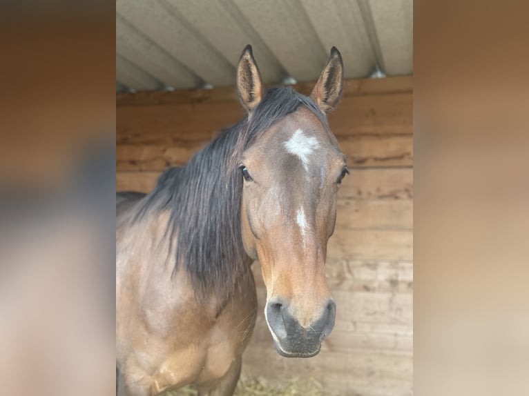 Paint Horse Mix Mare 8 years 14,3 hh Brown in Hahausen