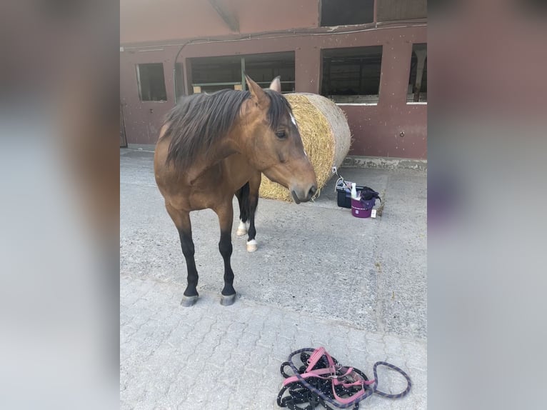 Paint Horse Mix Mare 8 years 14,3 hh Brown in Hahausen