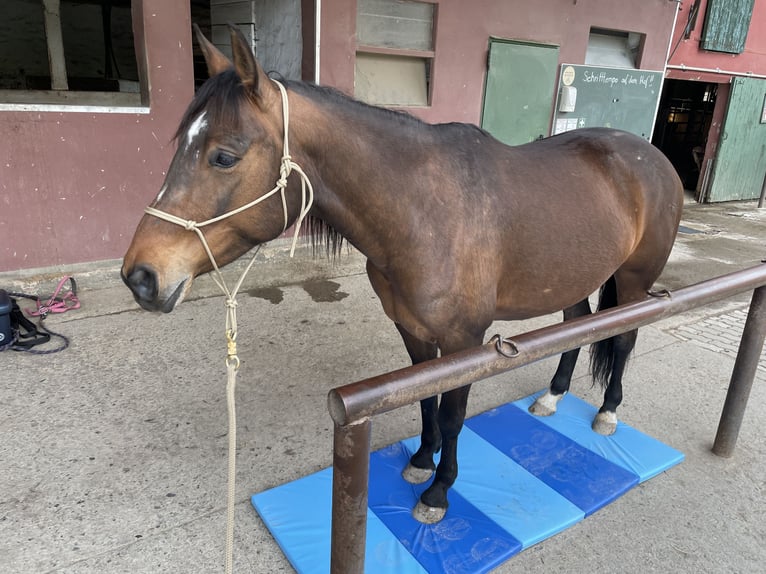 Paint Horse Mix Mare 8 years 14,3 hh Brown in Hahausen