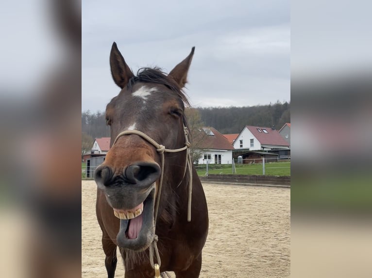 Paint Horse Mix Mare 8 years 14,3 hh Brown in Hahausen